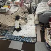 しずプー