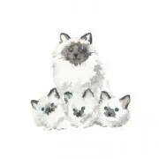 Kaokaoの画像