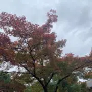 ハッピーの画像
