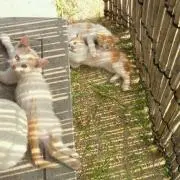むーちゃんの画像