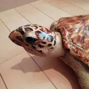 たけぴの画像