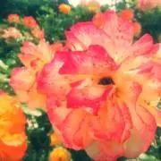 みーたろ