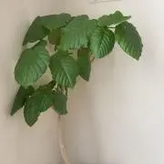 YASHINOMIの画像