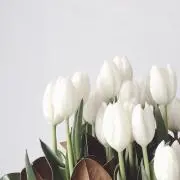 cocoa⁂の画像