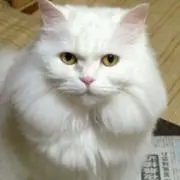 Nママ