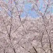 八尋@値下げ交渉可の画像
