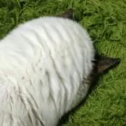 さしみ