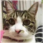 nekodaisuki