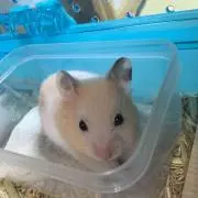 マロン