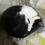 ビースケ❤️の画像