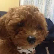 この