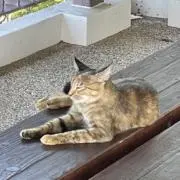 おかかの画像