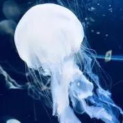 羽入の画像