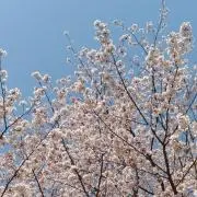 FH☆GOGOの画像