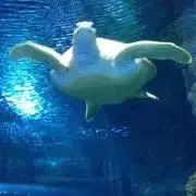 ニコニコの画像