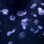 リリグー
