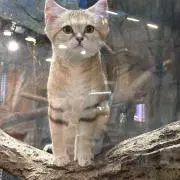 まなちゃんの画像