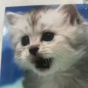 セナ　プロフ必読ですの画像
