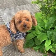 スマイルの画像