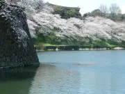 メウロコ