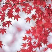 か