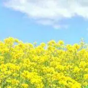 シーの画像