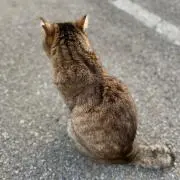 ぴのこの画像
