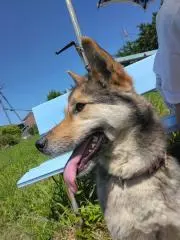 ひよこ⭐の画像