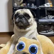 パグパグぺーの画像