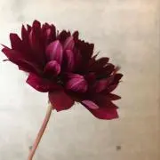 のんの画像