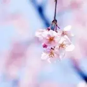 rinpeiの画像