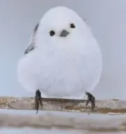 しらぬひ