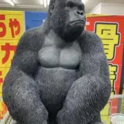エルドラの画像