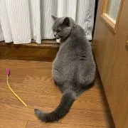 nanoの画像