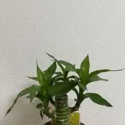 とまあとの画像
