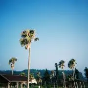 BESの画像