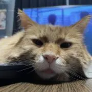 ダック