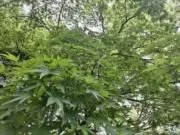 しめじ　プロフ必読の画像