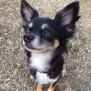 あずの画像