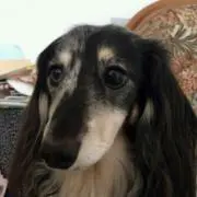 リトル