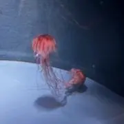 まめもちの画像