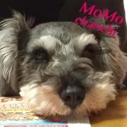 momochanchiの画像