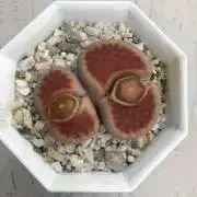 リトの画像