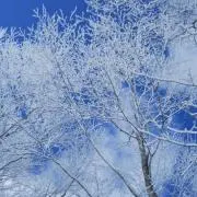 バードの画像