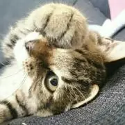 ぽんぽん