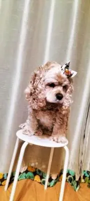Momokaの画像