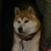ちゃぱの画像
