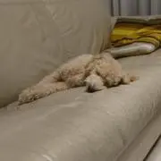 あつし