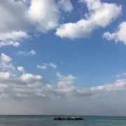 ヒマワリの画像