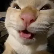 ねけ猫